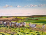 Sheep at Totterdown