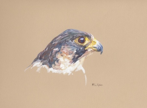 Peregrine Falcon (Vixen)